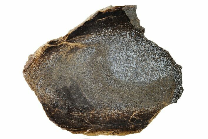 Polished Dinosaur Bone (Gembone) Slab - Utah #151490